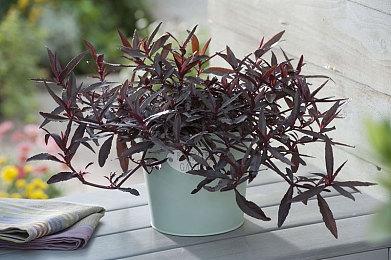 神作再现！ SE将举办《超时空之轮》30周年音乐会